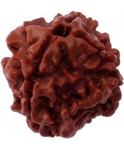 AwakenYourKundalini's Natural Rudraksha Beads (1,2,3,4,5,6,7,8,9,10,11,12,13,14 Faced) Original Rudraksha Beads Himalayan Ori...